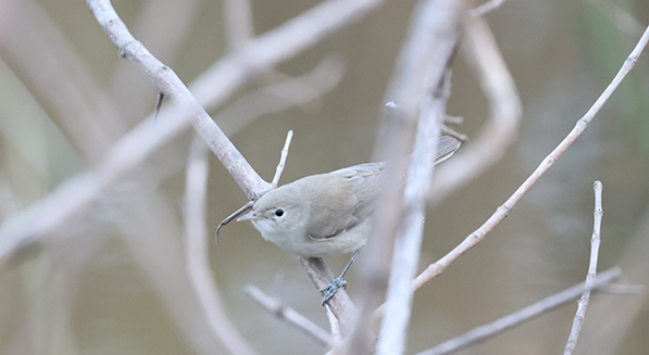 Westelijke Vale Spotvogel